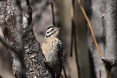 Ladder-Backed Woodpecker photo 6