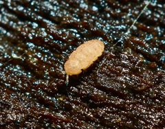 Eurypauropus
