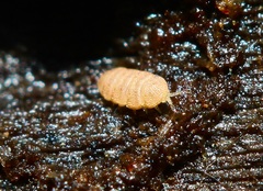 Eurypauropus