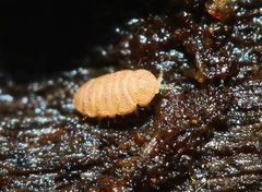 Eurypauropus