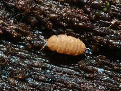 Eurypauropus