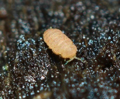 Eurypauropus