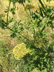 Polytaenia