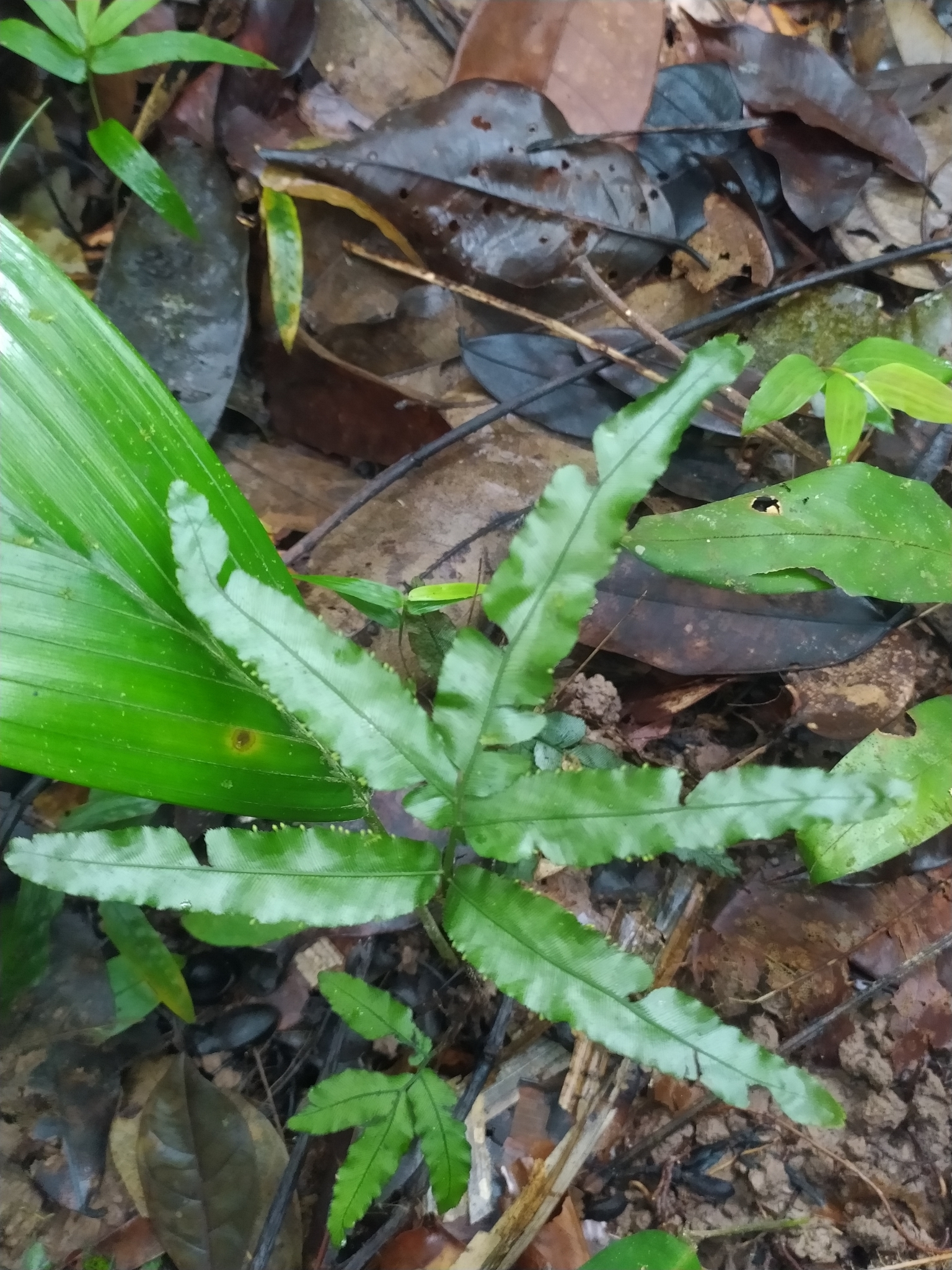 Trichomanes pinnatum