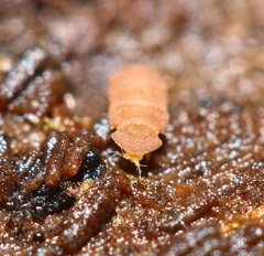 Eurypauropus