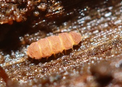 Eurypauropus