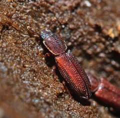 Pycnomerus reflexus