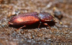 Pycnomerus reflexus