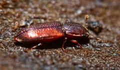 Pycnomerus reflexus