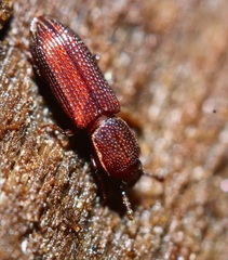 Pycnomerus reflexus
