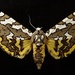 Zuni Tiger Moth - Photo (c) paul_dennehy, some rights reserved (CC BY-NC), uploaded by paul_dennehy