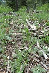 Antennaria corymbosa