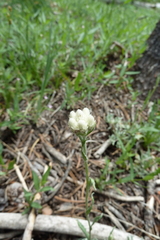 Antennaria corymbosa
