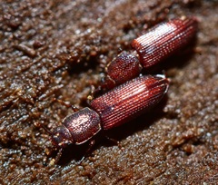 Pycnomerus reflexus