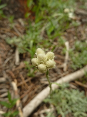 Antennaria corymbosa