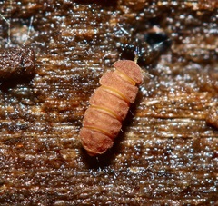 Eurypauropus