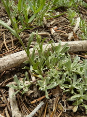 Antennaria corymbosa