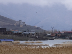 Larus armenicus