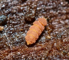 Eurypauropus