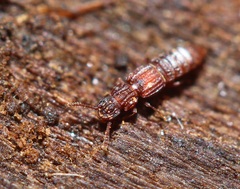 Thoracophorus costalis