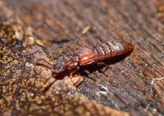 Thoracophorus costalis