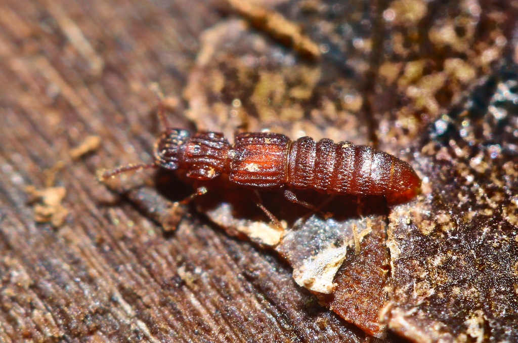 Thoracophorus costalis