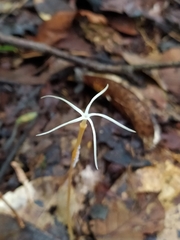Voyria tenuiflora