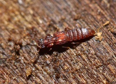 Thoracophorus costalis