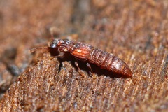 Thoracophorus costalis