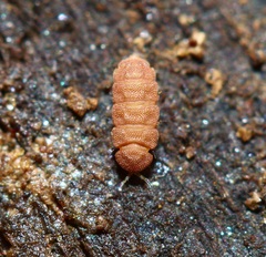 Eurypauropus