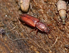 Pycnomerus reflexus
