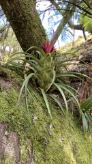 Aechmea recurvata