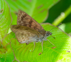 Pachyneuria inops