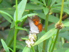 Parvospila lucianus