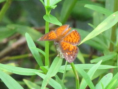 Parvospila lucianus