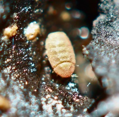 Eurypauropus