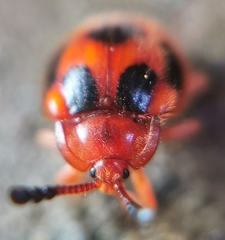 Stenotarsus pardalis