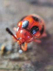 Stenotarsus pardalis