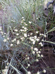 Chaenactis douglasii douglasii