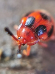 Stenotarsus pardalis