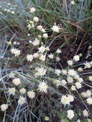 Chaenactis douglasii douglasii