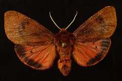 Phragmatobia assimilans