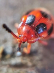 Stenotarsus pardalis