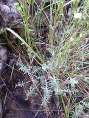 Chaenactis douglasii douglasii