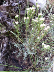 Chaenactis douglasii douglasii