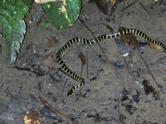 Boiga dendrophila