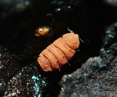 Eurypauropus