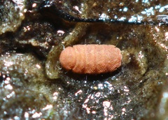 Eurypauropus