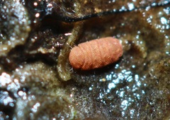 Eurypauropus