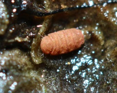 Eurypauropus